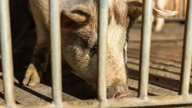 土猪土鸡“心机商标”扎堆下线，擦边营销暴露行业顽疾
